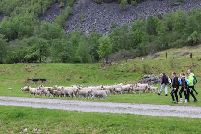 KONTROLL: Etter litt om og men fekk elevane kontroll på sauene etter at flokken vart delt grunna ei utegløymd grind.