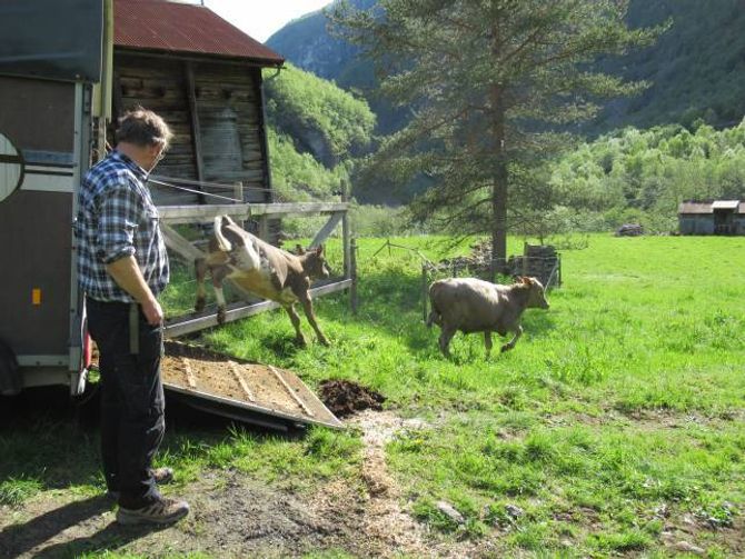 UTI DET FRI: Glade kalvar og kyr blir sleppte i Utladalen. Privat foto