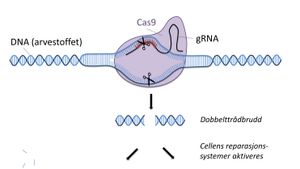 CRISPR_temaark%20%28002%29.300x169.jpg