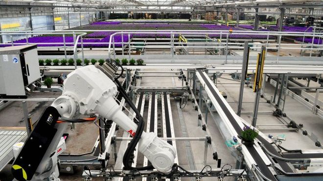 Ved hjelp av kamera, RFID og en potteplantegriper kan robotene pakke opptil 50.000 blomster i døgnet