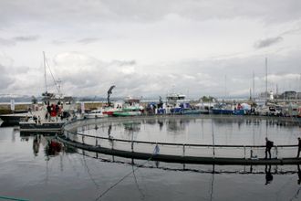 Dieseldrevne arbeidsbåter ligger tett i tett fra ulike leverandører på Skansen i Trondhiem under AquaNor. En merd fra Lerøy har også fått plass i havna.