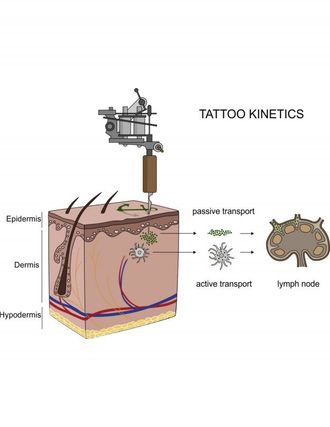 Grafikken viser hvordan tatoveringspartikler fra huden sprer seg til lymfekjertlene. Ved injeksjon av tatoveringsblekk kan partikler enten passivt transporteres via blod og lymfevæsker, eller fagocytiseres («innkapsles») av immunceller og deretter deponeres i regionale lymfeknuter. Partiklene akkumuleres i lymfekjertlene.