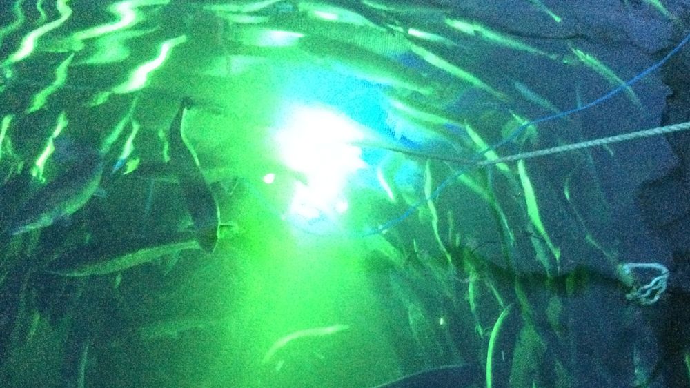 Bilde tatt av node i en fiskestim.