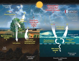 Karbonkretsløpet beskriver utvekslingen mellom karbon i atmosfæren i form av CO2 og opptaket av karbon gjennom fotosyntese i levende organismer på land og i havet, samt det karbonet som lagres i fossiler og frigis ved forbrenning.
