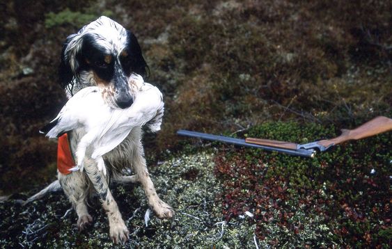 (Bilde 2) RYPEJAKT: Ryper er småviltet det er mest populært å jakte på. Men det finnes mange andre arter å velge mellom.