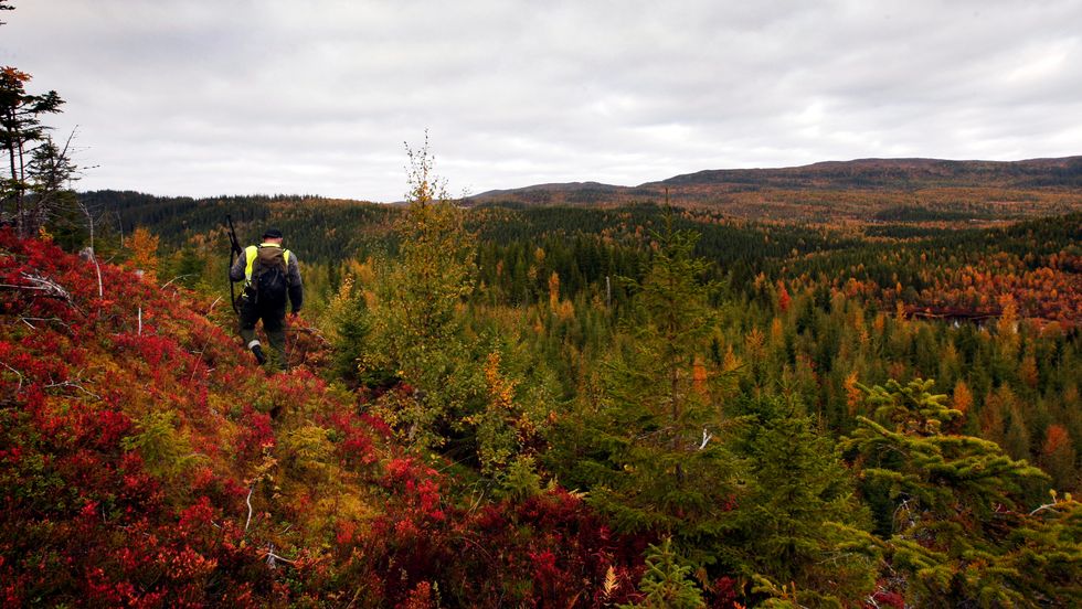 Smavilt Gir Stor Jaktglede Porten No