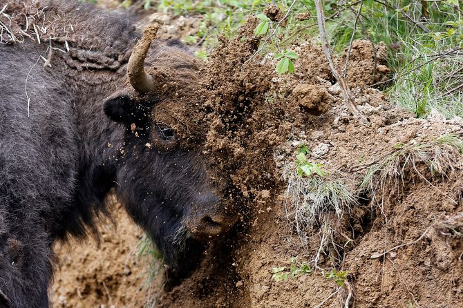 En europeisk bison gnir hodet sitt mot sanden i et fjellområde i Romania. Bisonen var tidligere utryddet i Europa, men er nå kommet tilbake.