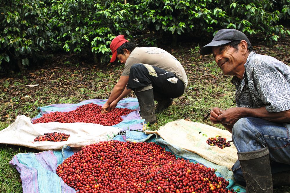 Kaffen fra Finca Nacimiento i Honduras er en av farmene som Tim Wendelboe involverer seg dypt i.