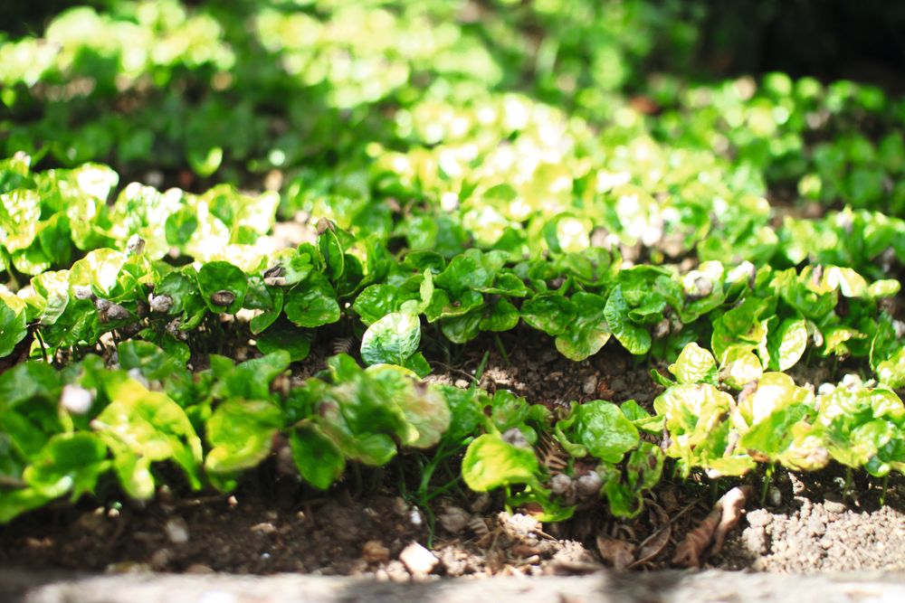 Nyplanting av kaffetrær hos Nacimiento i Honduras.