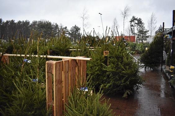 PLANTASJE: Ingen snø, men mange juletrær.