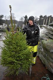 GRØNT ER SKJØNT: Kristoffer Neset pakket ut omtrent seksti grantrær sist onsdag i regnværet. Her viser han frem en vanlig gran som passer fint til mindre leiligheter.