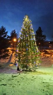 KORTREIST JULEGRAN: Kaupanger Speidargruppe var med og hogg den flotte julegrana oppom Hovland gard på Kaupanger.