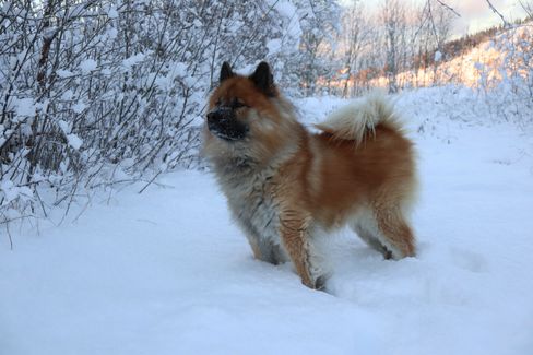 Hunden som står i ro var ikke noe problem, men vi fikk få gode bilder av hunden i bevegelse. 1/250s - f/3.5 - ISO 200. JPEG fra kameraet.