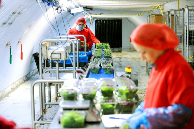 Growing Underground kan produsere rundt 2000 pakker med mikrogrønt om dagen.