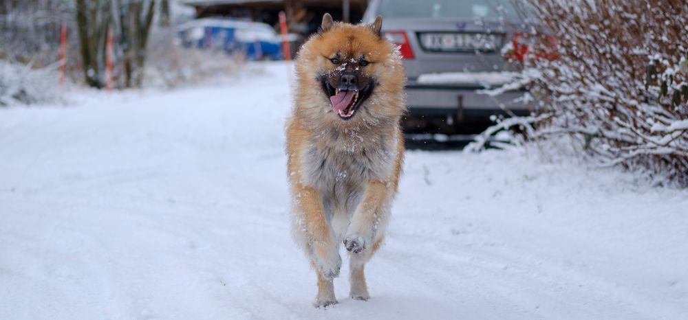 Kameraet klarer seg fint på motiver i rask bevegelse, som så ofte ellers testet på undertegnedes hund i fult firsprang. 1/1000s - f/2.0 - ISO 200. Behandlet fra råformat. Filmprofil «Astia».