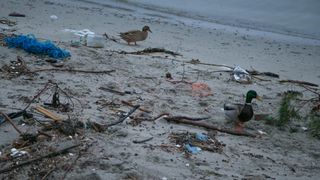 49.000 frivillige ryddet 1374 tonn marint avfall i 2017