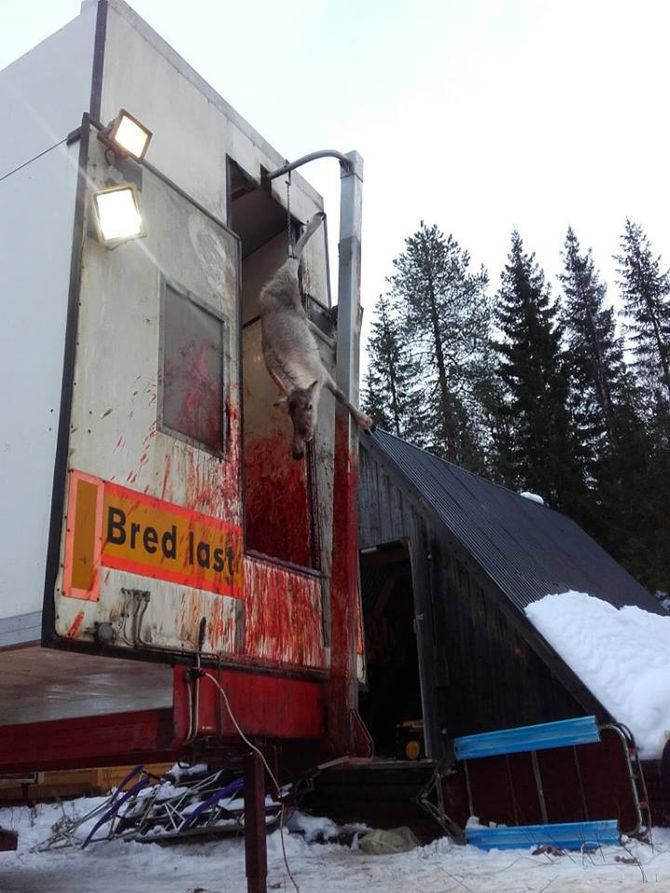Jobben er gjort og reinen tappes for blod. Det var i hovedsak slike bilder det ble reagert negativt på. - Blod på hvit snø er jo litt dramatisk, sier daglig leder Stølen.