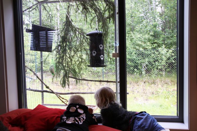 Barna har fulgt spent med på dyrelivet i fuglekarnappet. Denne våren bosatte en blåmeisfamilie seg der. De har nettopp forlatt redet.