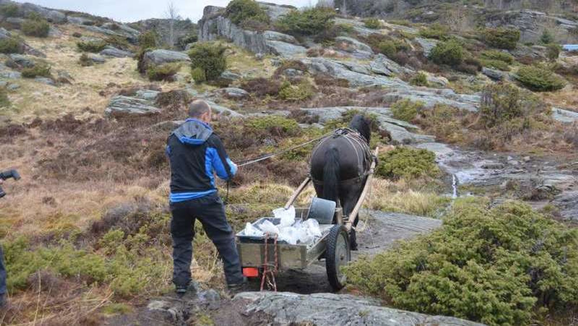 Betongleveranse med hest til fastmerke for Sotrasambandet, i terrenget ved Kolltveit i Fjell.