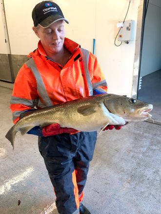 Fersk utenom sesong: En slik torsk får du normalt bare tak i mellom januar- april. Resten av året blir det frossenfisk. Det kan fangstbasert akvakultur gjøre noe med.