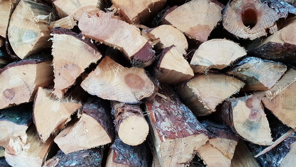 Drivstoff fra skogen: Biodrivstoff kan henes fra mange kilder, men den norske skogen kan bidra med svært mye for å redusere klimautslipp