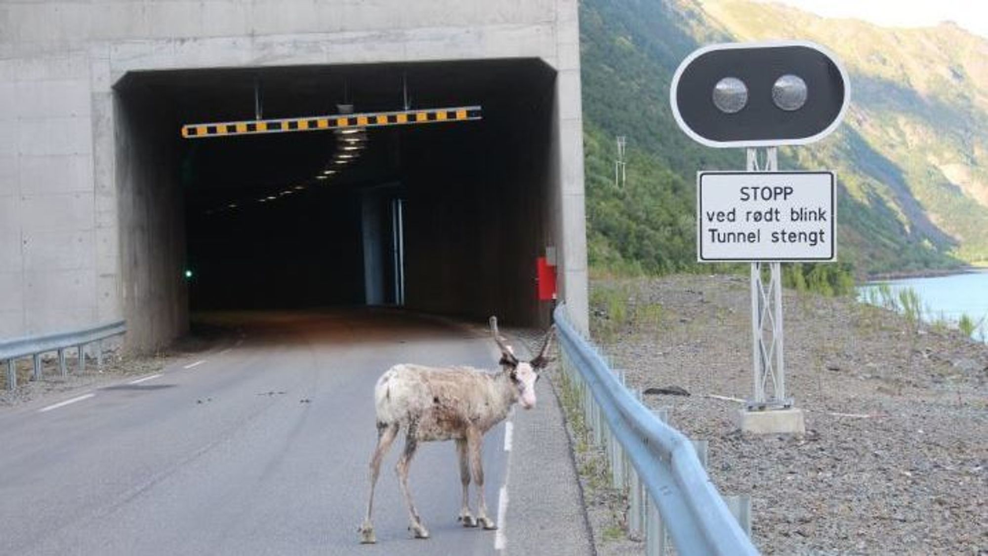 Statens vegvesen har fått flere meldinger om sau og rein som trekker inn i tunneler for å kjøle seg ned i sommervarmen. Dette bildet er tatt på fv. 882 utenfor Øksfjordtunnelen i Loppa kommune i Finnmark.