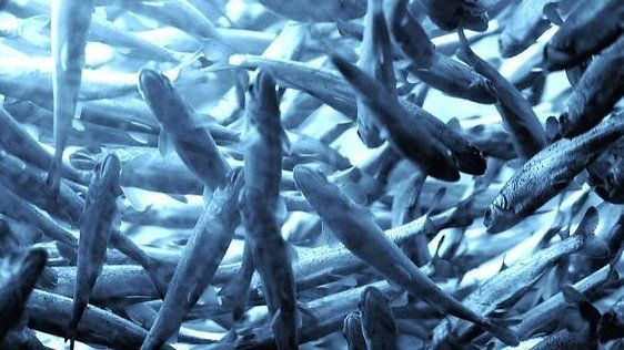 Ber norsk havbruksnæring tenke nytt, og utlover 100.000 dollar til de som  kan lage fiskeolje uten fisk - Tu.no