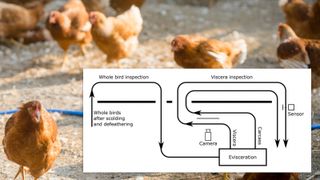 Utviklet nevralt nettverk for å finne syke kyllinger