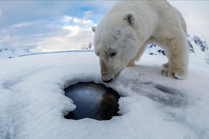 Denne nysgjerrige isbjørnen skapte vanskeligheter for naturfotografen Audun Rikardsen.