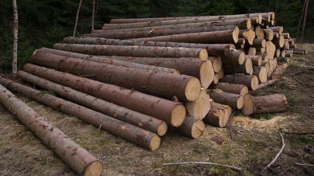 Det er mulig å produsere biodiesel fra tømmerstokker og skogen.