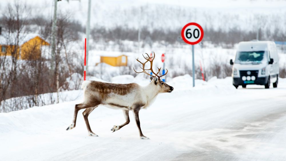 Et reinsdyr krysser riksvei 93 mellom Alta og Karasjok. Årlig dør mange reinsdyr i trafikken, men et forskningsprosjekt ved Umeå universitet i Sverige arbeider med et varslingssystem for å få antallet ned.