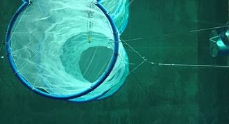 Pelaqua AS
Gründerselskap – dannet av Mads F. Heiervang, Pål Grøthe Sandnes, Audun Gravdal Johansen og Bernt Sørby.
Utviklet merdkonseptet Waveflex for eksponerte lokasjoner, bølger opp til Hs 15m
Konseptet er basert på tre stålringer, stilt vertikalt i vannet, slakkforankret med kjettingliner til havbunnen, med nøter spent opp rundt. To separate kamre for fisk. Fôring, oksygen mm. Via stålringene. Størrelse fullskala: Diameter på ringene: 50 meter. Total lengde: 240 meter. Biomasse: 6.234 tonn