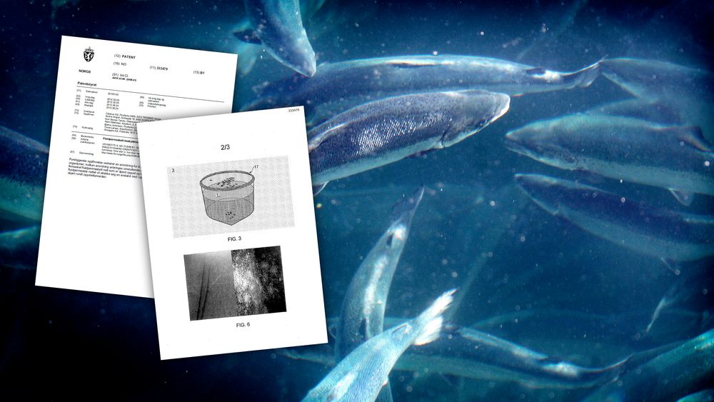 Tromsø-firmaet Calanus patenterte et nett for å beskytte oppdrettsfisk mot lakselus.
