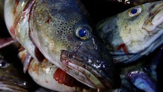 Forskere er overrasket over økt fiskebestand