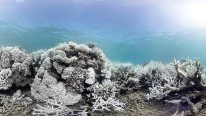 coral_bleaching_16_9.300x169.jpg