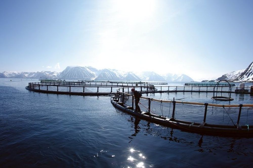 Over 10.000 tonn oppdrettslaks dødd som følge av algeoppblomstringen i Nordland og Sør-Troms.