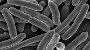 e_coli.300x169.jpg