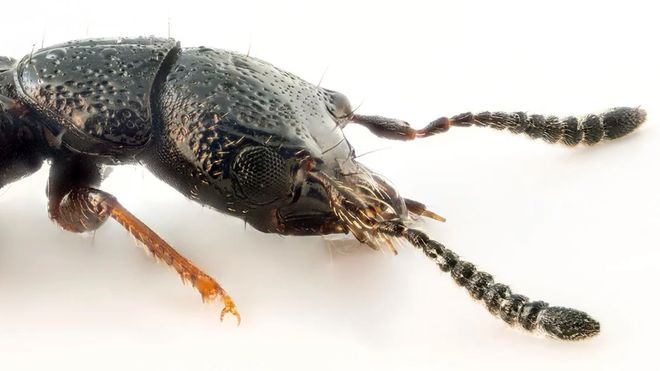 Forskere: Planteimport tar med insekter vi aldri før har sett i Norge