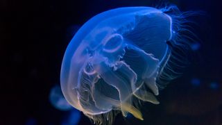 Tror maneter kan fjerne mikroplast i havet: – Slimet er helt fantastisk
