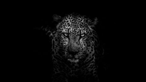 Svart/hvitt-bilde av kattedyret jaguar, sett forfra.