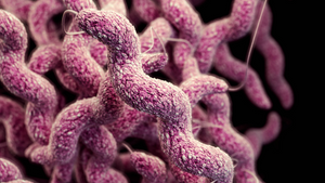 Campylobacteriosis.300x169.png