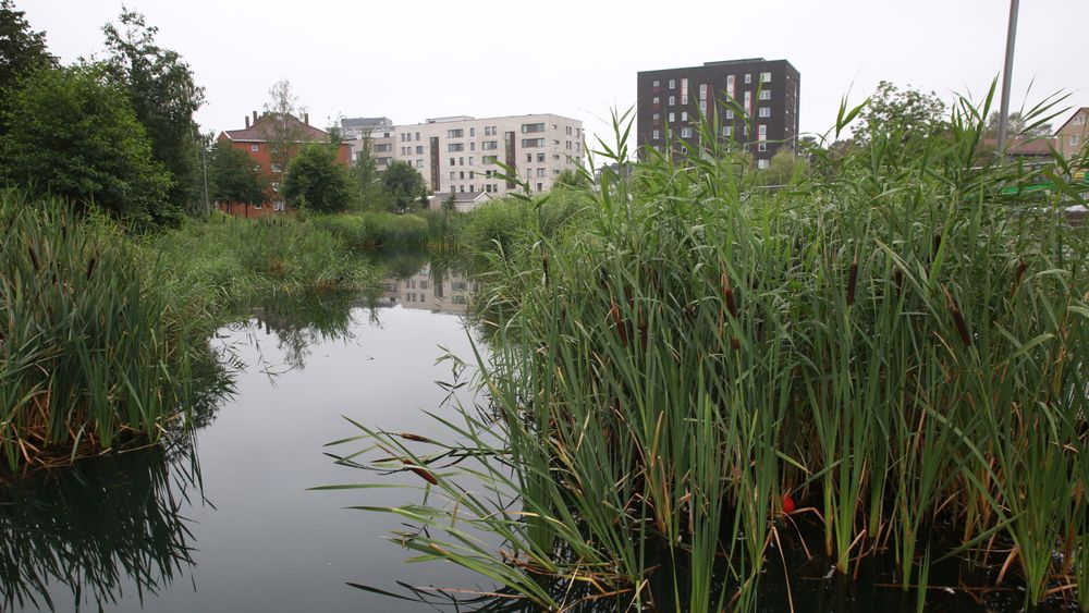 Miljø- og samferdselsbyråd Lan Marie Berg vil åpne flere vassdrag i Oslo i tiden som kommer. Her ved Hovinbekken.