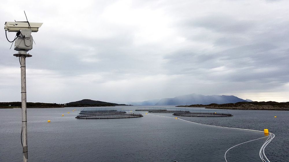 Nordlaks har testet flyplasslaseren for å skremme bort fugler fra oppdrettsanlegget siden i fjor.