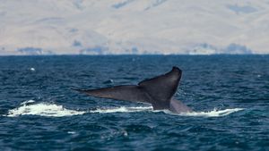 /2504/2504266/Blue_whale_tail.300x169.jpg