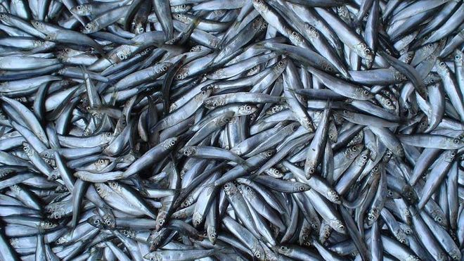 Steinaldermat inneholdt farlig høye nivåer av tungmetaller