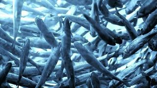 227.000 fisk døde i landbasert oppdrettsanlegg i Danmark