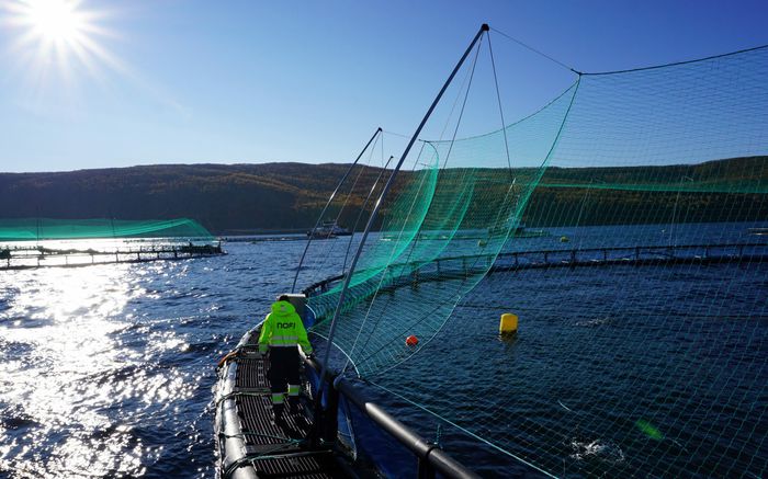En arbeider fra NOFI går langs en fiskemerd i fint vær