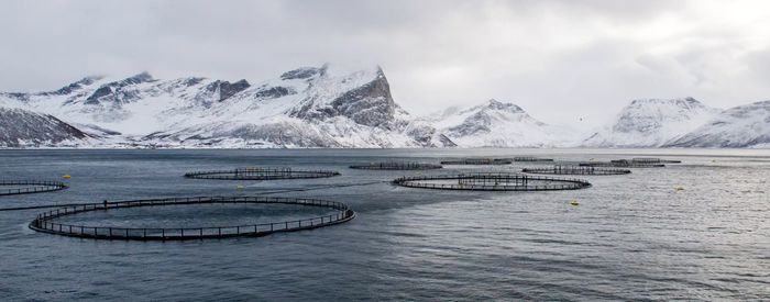 Bilde av rensemerder i havet i arktisk klima, med snødekte fjell i bakgrunnen