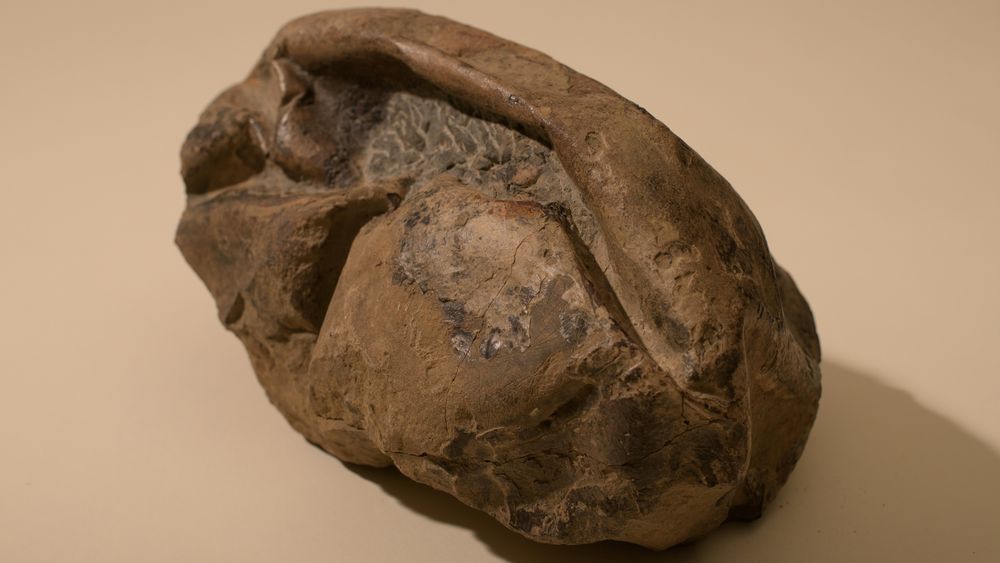 En gruppe chilenske forskere fant det 28 centimeter lange fossilet i 2011. Det fikk tilnavnet «The Thing» etter science fiction-filmen med samme navn fra 1982, og i mange år var det ingen som skjønte hva det var.