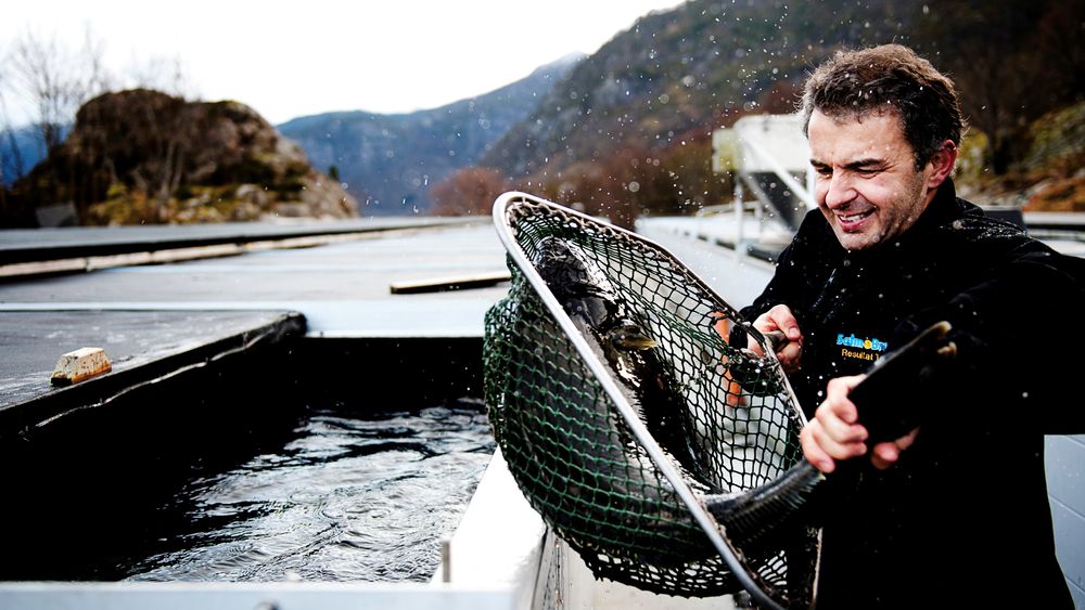 Jan Arne Brekke i Sogn Aqua mener solceller på landbaserte oppdrettsanlegg kommer til å bli et stort tema framover.